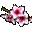 Pfirsichblüte
