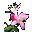Alpenrose