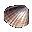 Clam
